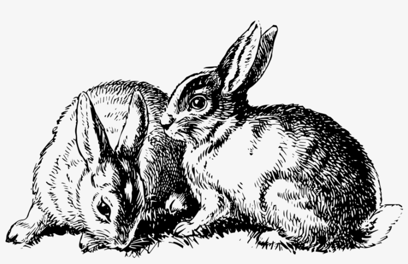 Rabbit - Domestic Rabbit, transparent png download