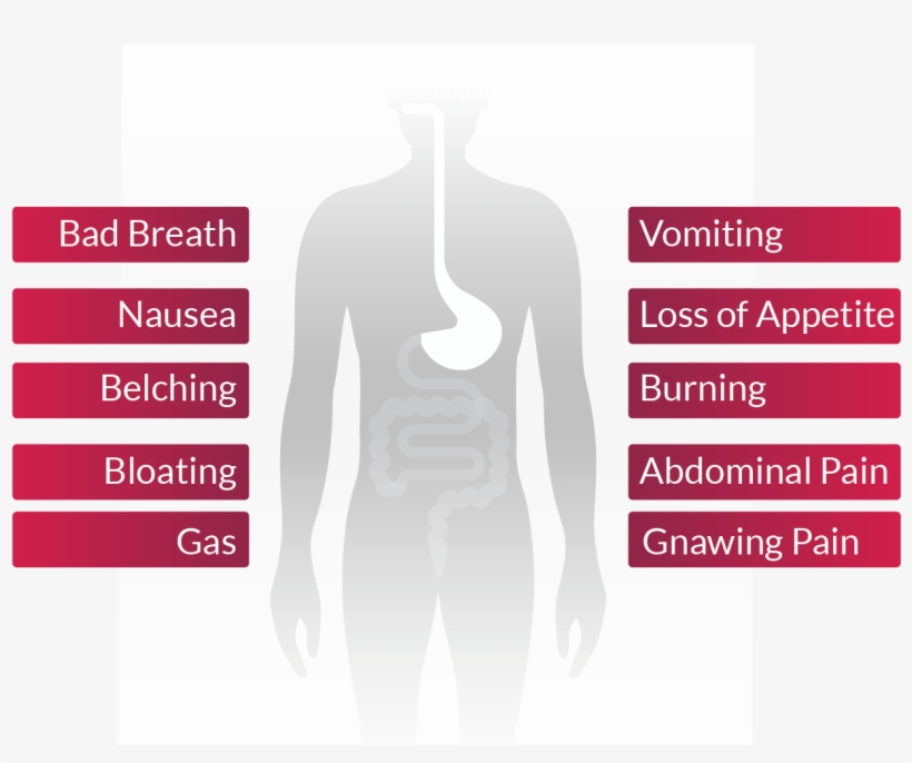 Symptoms Of H - H Pylori Symptoms, transparent png download