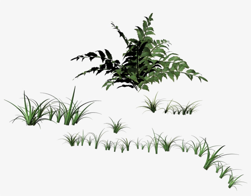 Grass,blades Of - Stock.xchng, transparent png download