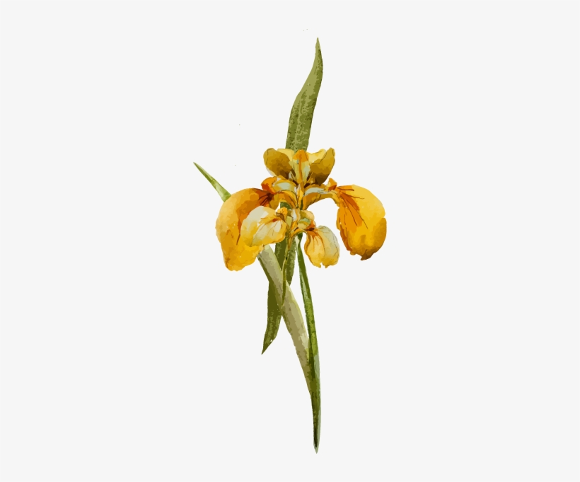 Floral Gifts For Local Delivery - Epidendrum, transparent png download