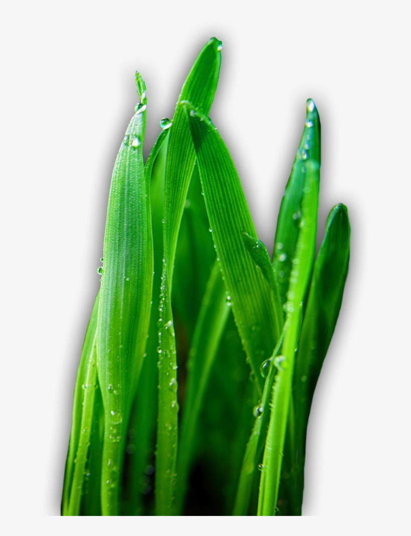 Artificial Turf, transparent png download