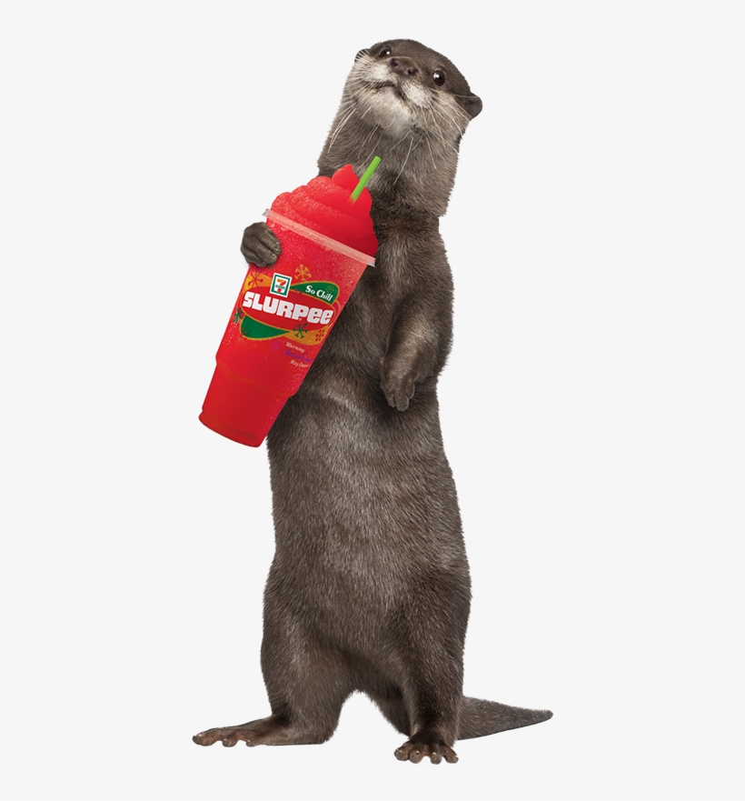 In Canada, The Average Slurpee Drinker Is A 30 Year - Sea Otter White Background, transparent png download