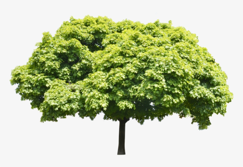 Land Management & Invasive Weed Control Services - Swamp Maple, transparent png download