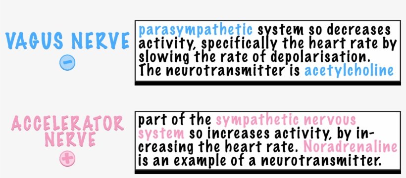These Both Run From The Control Centre And End At The - Medulla Oblongata Heart Rate Control, transparent png download