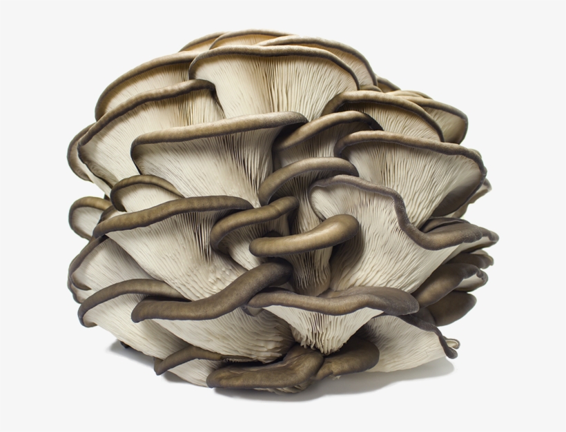 Es Un Hongo Con Una Carne Consistente Y Tierna A La - Oyster Mushroom, transparent png download