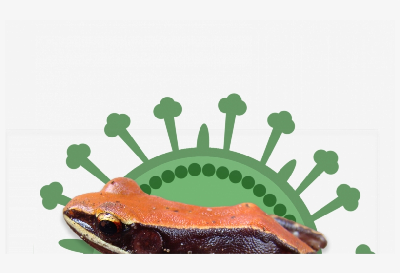 Hydrophylax Bahuvistaraa Frog Superimposed On A Green - Eastern Spadefoot, transparent png download