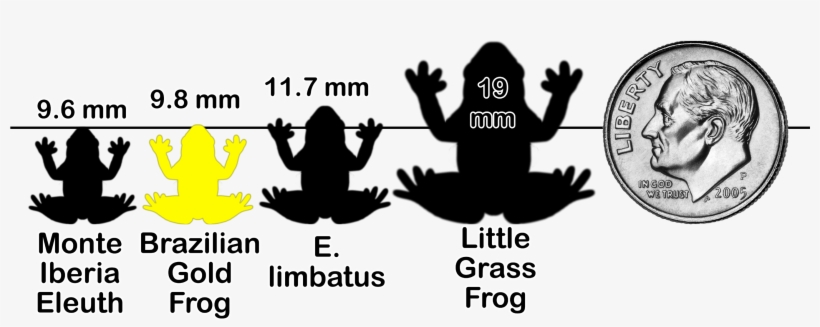 Frogchartx Y2 - Frog, transparent png download