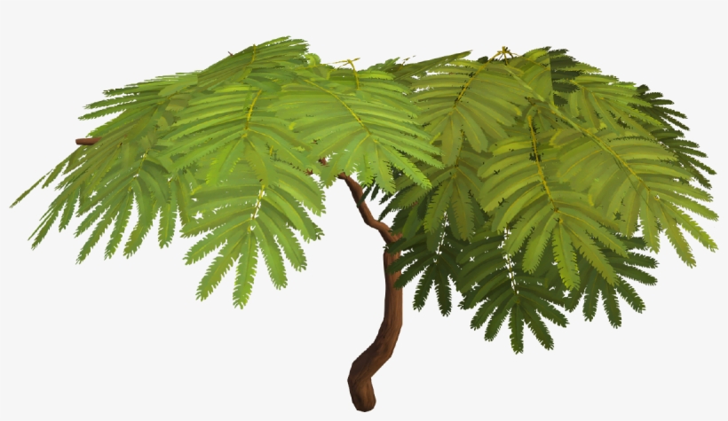 Silk Tree, transparent png download