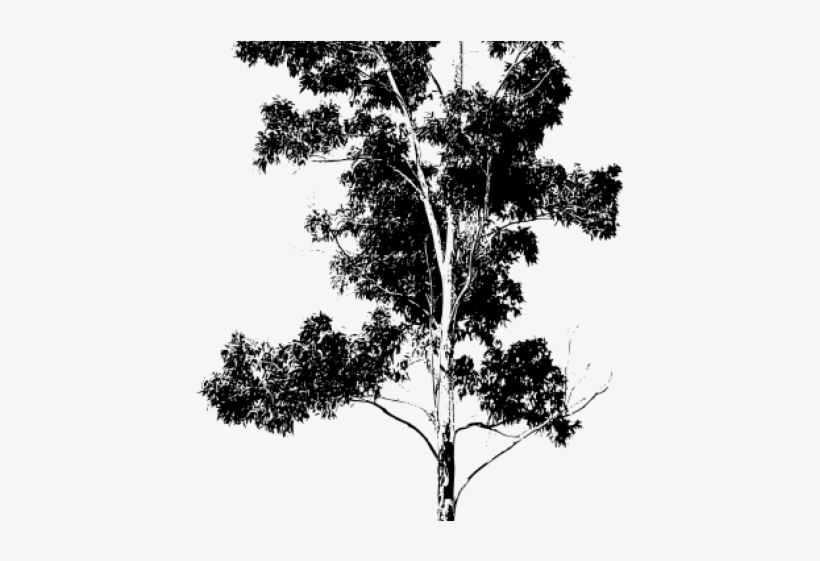 Eucalyptus Clipart Gum Tree - Silueta Arbol En Png, transparent png download