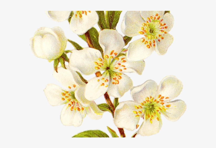 Vintage Flower Clipart Transparent Background - Calochortus, transparent png download