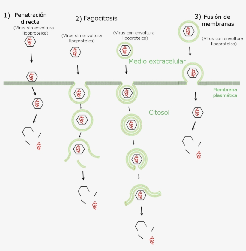 Viruses Entering Cell - Number, transparent png download