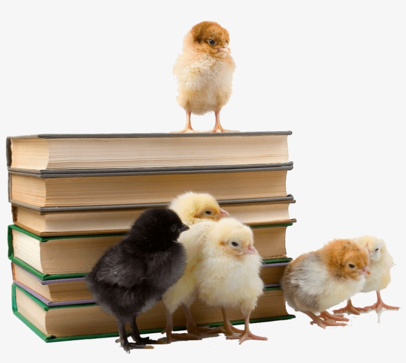 Chicken Baby Book - Chicken, transparent png download