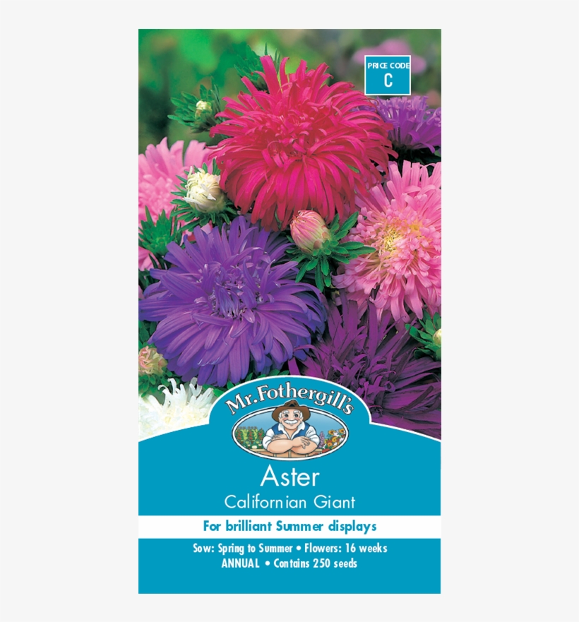 Mr Fothergill's Aster Californian Giant Seeds - Macam Nama Bunga Dan Gambarnya, transparent png download