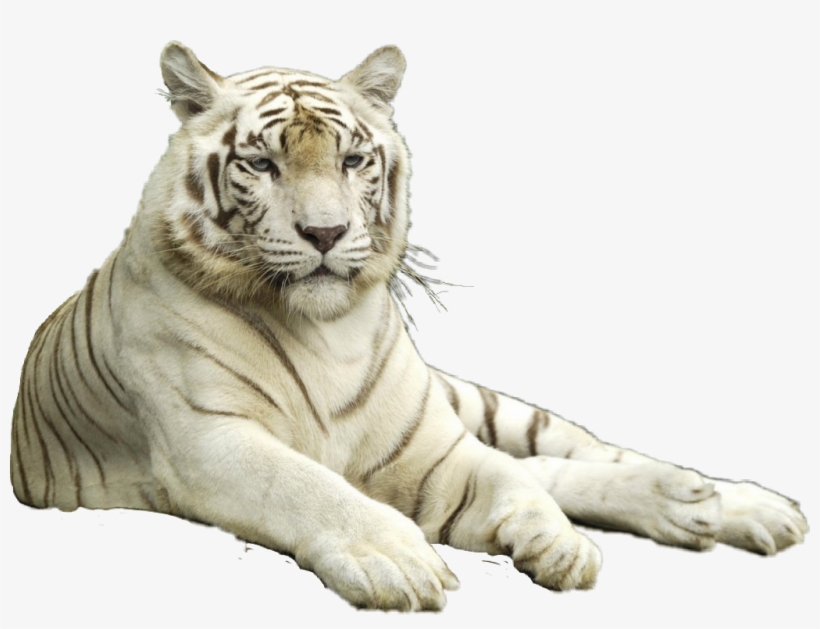 Tigre Sticker - Singapore Zoo, transparent png download