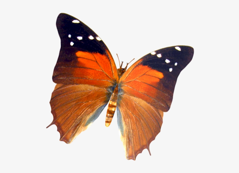 Sommerfugl007 - Butterfly, transparent png download