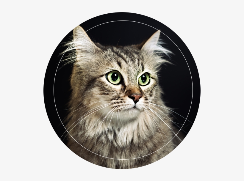 Happy Cats Hotel Is A Family Run Cattery In The Quiet - Tabby Cat, transparent png download
