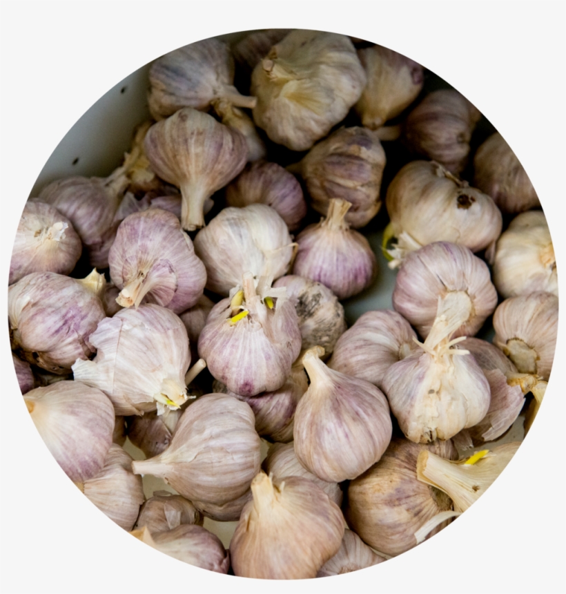 4 - Garlic, transparent png download