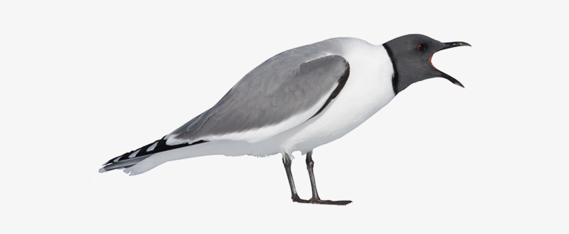 Ocean Birds Png Transparent Picture - Arctic Bird Png, transparent png download