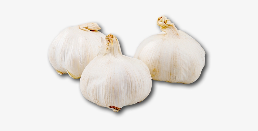Spain Garlic - Elephant Garlic, transparent png download