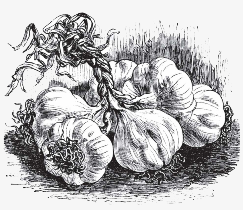 Garlic, transparent png download