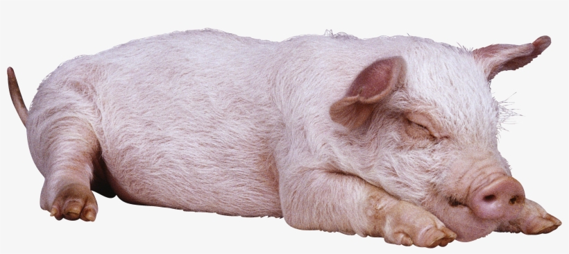 Sleeping Pig Png Image - Pigs Png, transparent png download