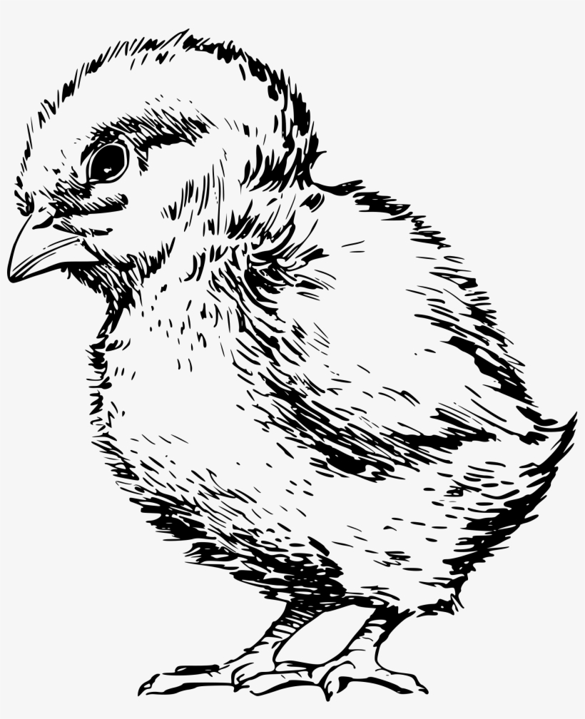 File - Chick 002 - Svg - Polluelo Dibujo, transparent png download
