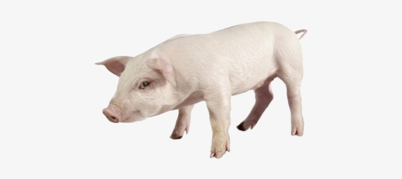 Piglet - Cow On White Background, transparent png download
