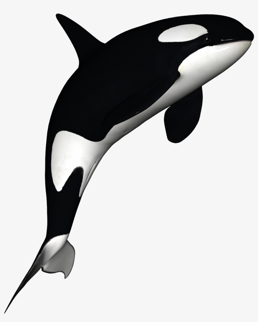 Killer Whale Download Png - Killer Whale No Background, transparent png download