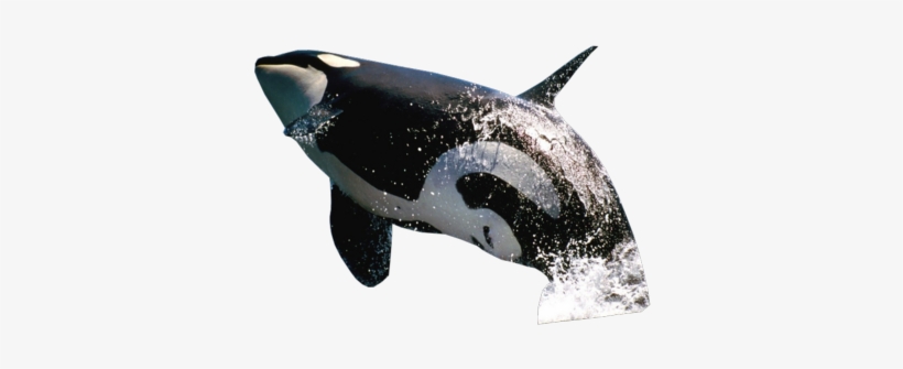 Killer Whale Transparent Background - Jumping Whale Png, transparent png download