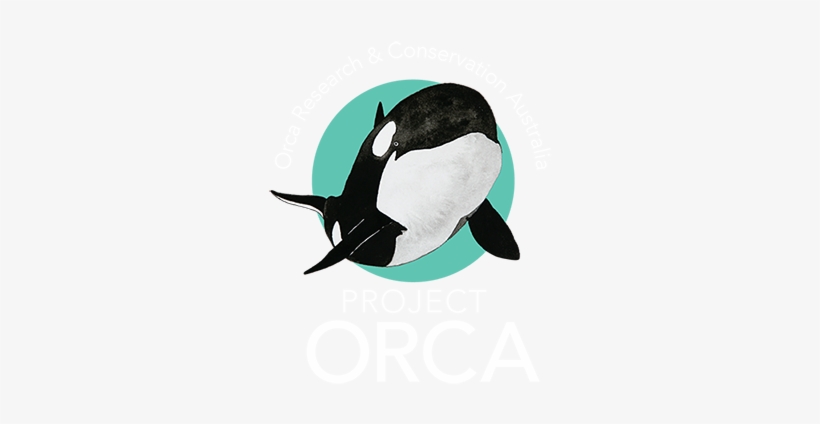 Project Orca - Killer Whale, transparent png download