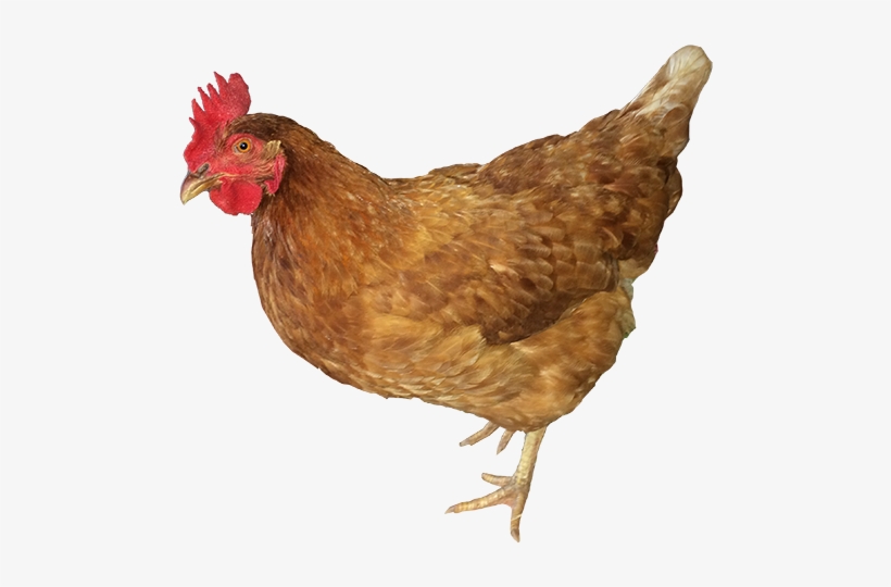 Dixie-chick - Rooster, transparent png download