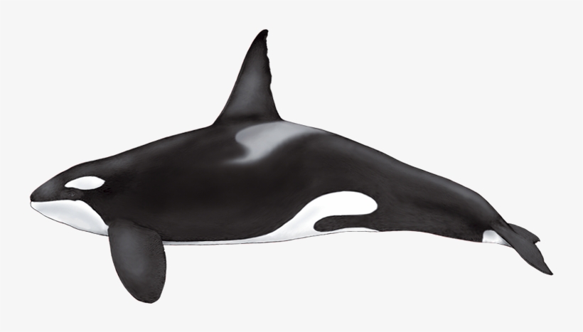 Formerly Known As Killer Whale, It Is The Largest Member - Cetaceos Png, transparent png download