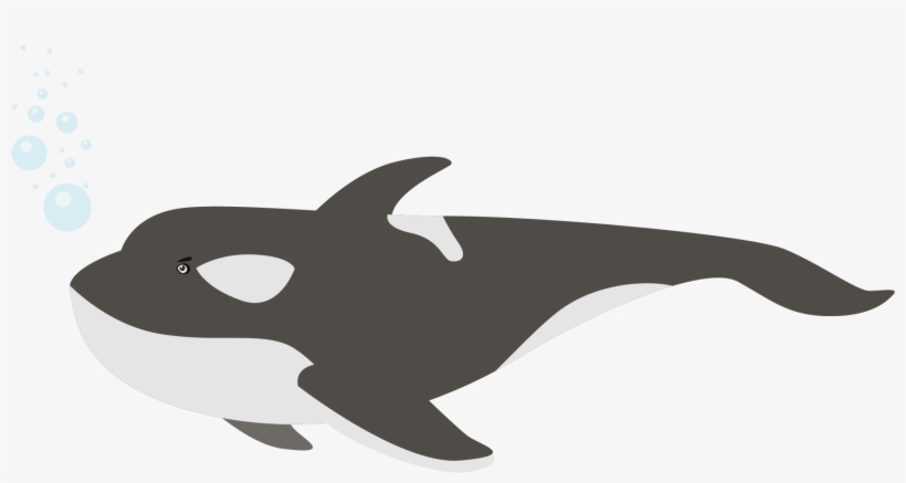 Beluga Whale Png Image Transparent - Whales, transparent png download