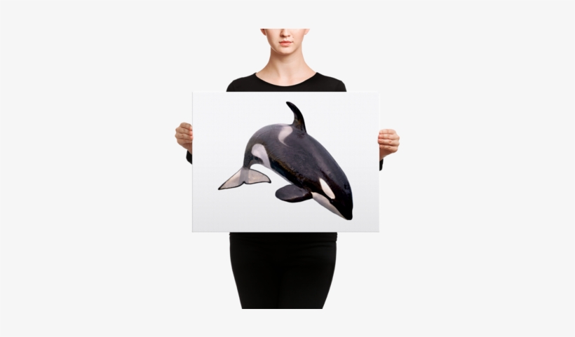 Killer-whale Canvas - Killer Whales With White Backgrounds, transparent png download
