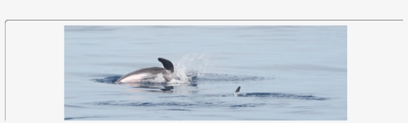 Pygmy Killer Whales Feresa Attenuata Off Maputo, Mozambique - Sea, transparent png download