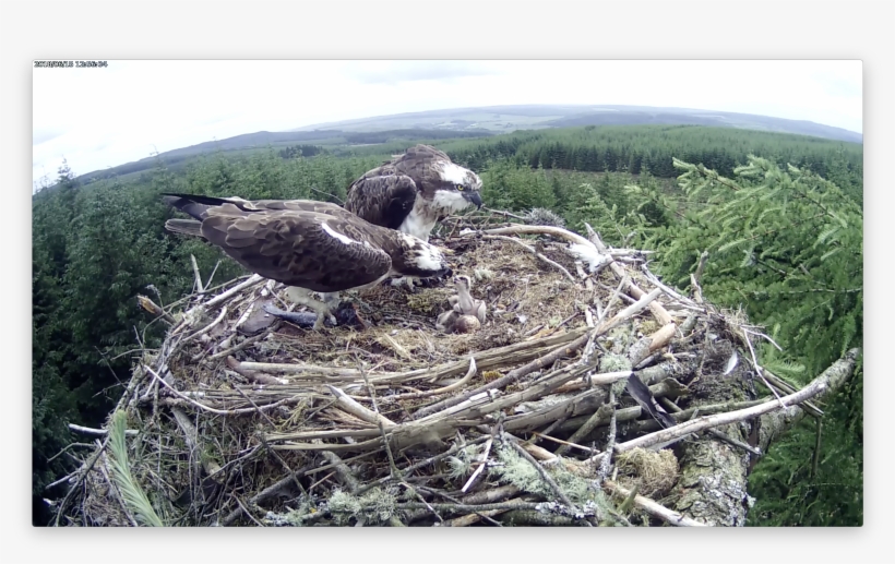 Dad Feeds His Eldest Forestry Commission England - Kielder, Northumberland, transparent png download