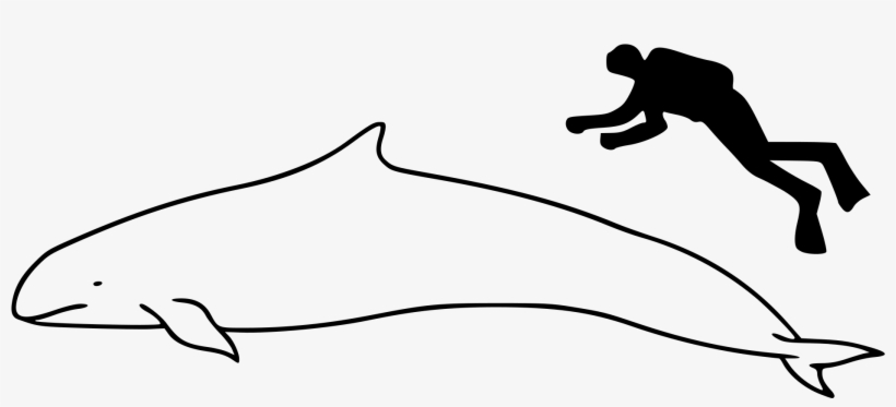 Open - Whale Size, transparent png download