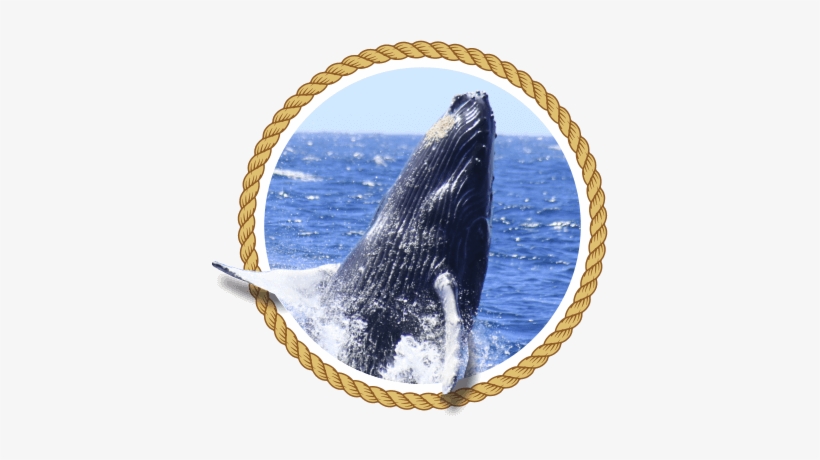 The Whale Watching Season Has Arrived - City Of Tampa Seal, transparent png download