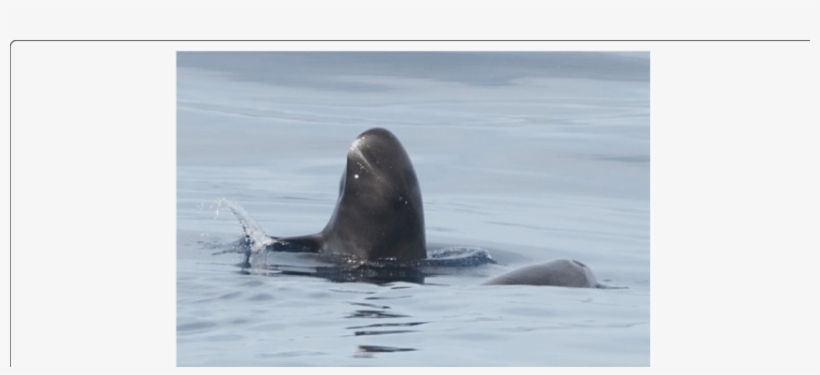 Pygmy Killer Whale Feresa Attenuata Off Maputo, Mozambique - Pygmy Killer Whale, transparent png download