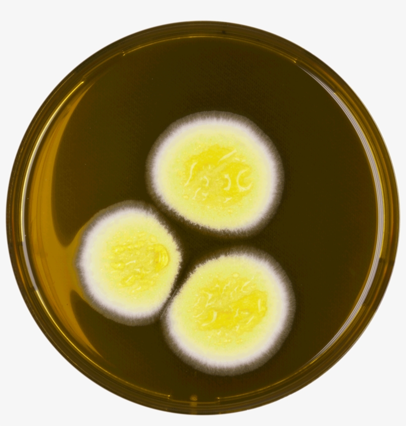 Aspergillus Neoafricanus Meaox - Fried Egg, transparent png download