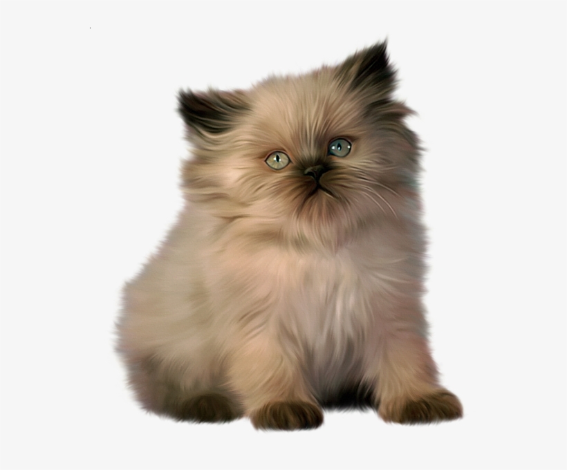 Ragdoll Persian Cat, transparent png download