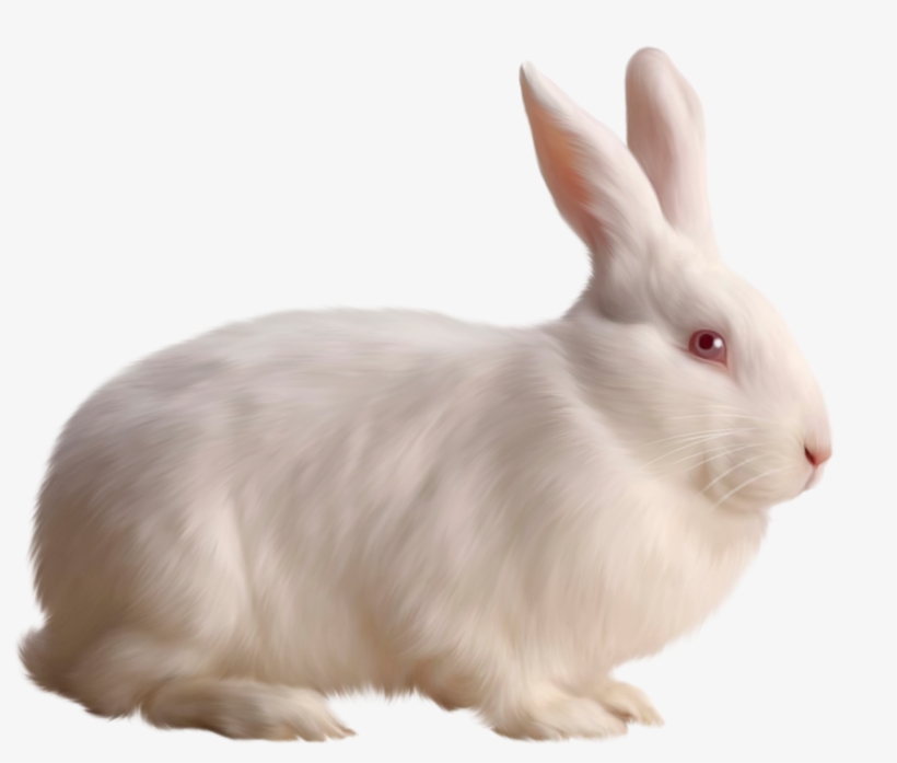 Cute White Mochi Png For Kids - Rabbit Png, transparent png download