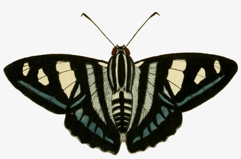 Jemadia Gnetus - Papilio Machaon, transparent png download