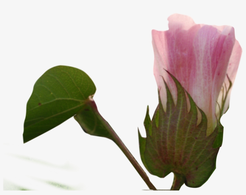 Anthurium, transparent png download