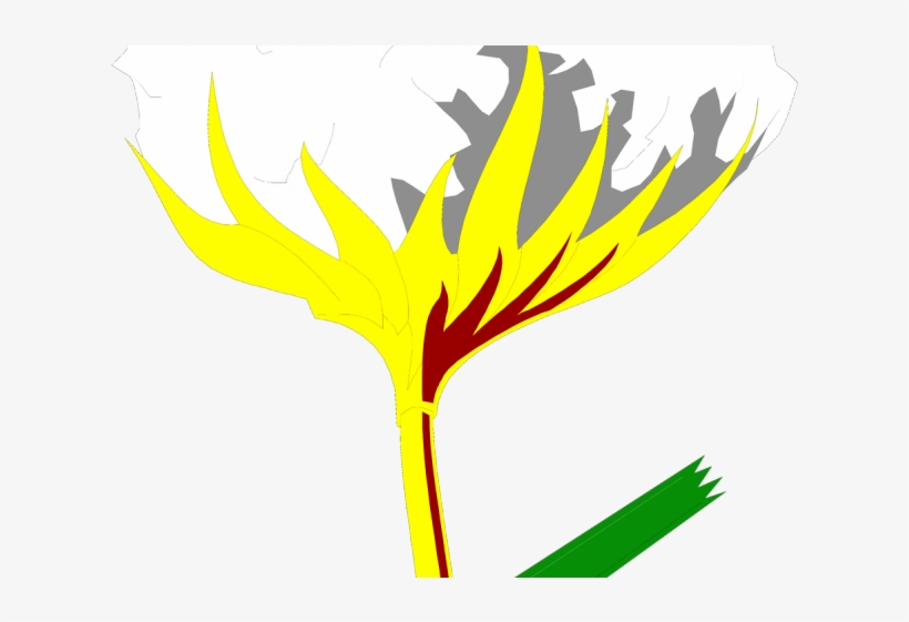 Cotton Clipart Tobacco - Illustration, transparent png download