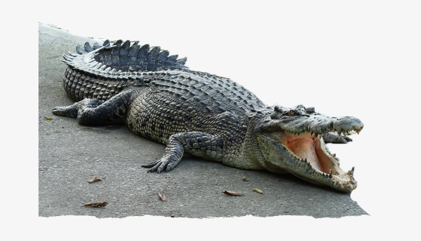 Reptile Park - Crocodile, transparent png download