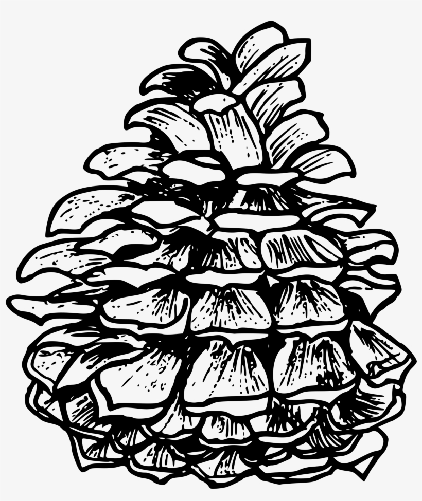 This Free Icons Png Design Of Ponderosa Pine, transparent png download