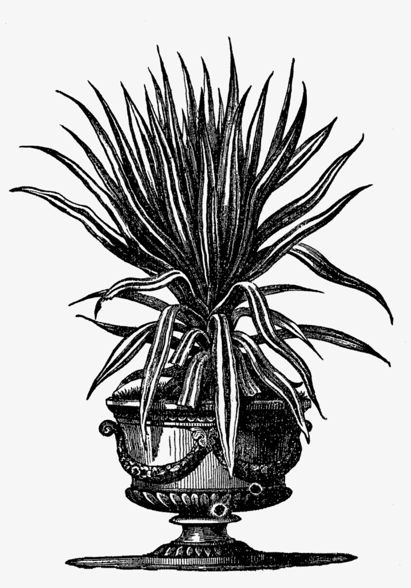 Digital Potted Plant Downloads - Botanical Illustration, transparent png download