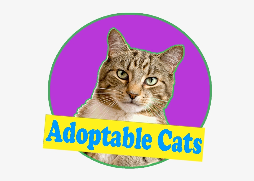 Cat Grabs Treat, transparent png download