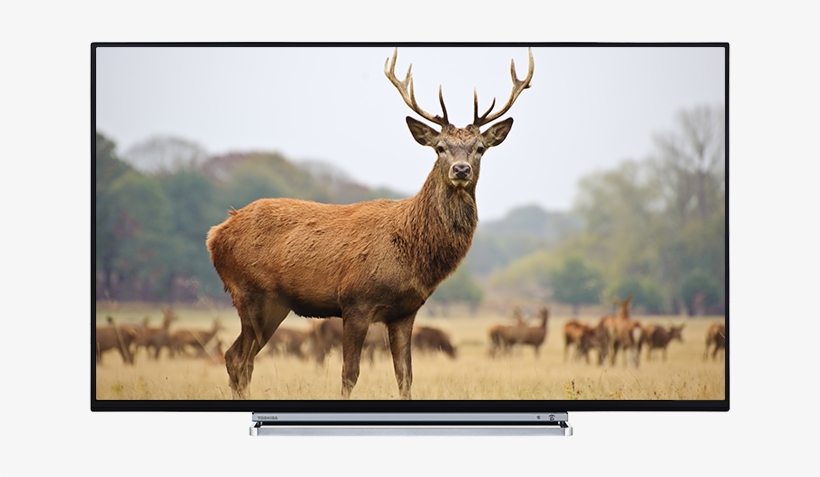 43" Toshiba Ultra Hd Tv Front - Toshiba 43v6763da, transparent png download
